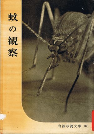 画像1: 蚊の観察