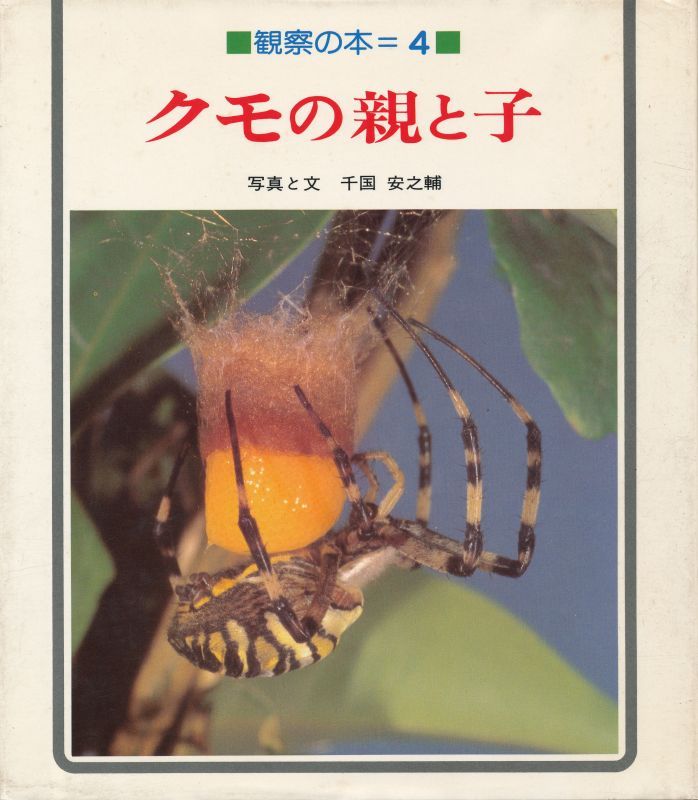 画像1: クモの親と子　観察の本４