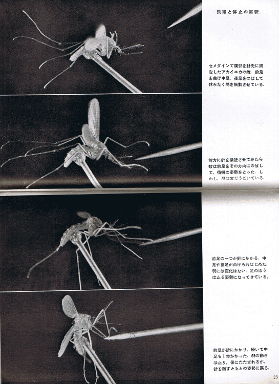 画像: 蚊の観察